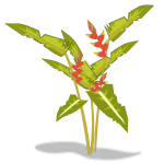 heliconia